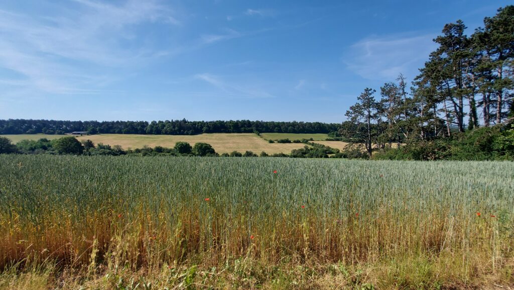 Paysage le long d'une promenade avec la becasine de Wellin